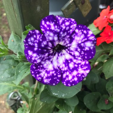 Petunia 'Kleph15313' syn. Petunia 'Night Sky', Petunia 'Headliner Night Sky'