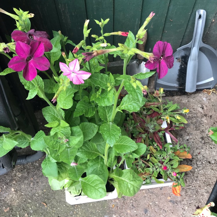 Plant image Nicotiana