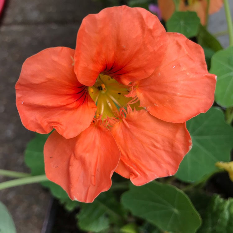 plant image 1068522
