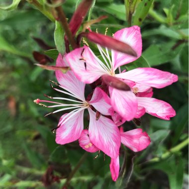 Oenothera lindheimeri  syn. Gaura lindheimeri