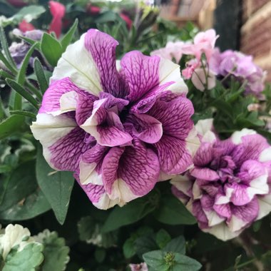 Petunia