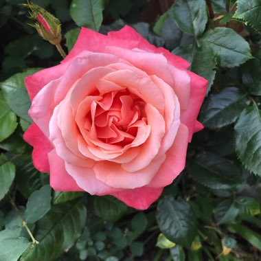 Rosa