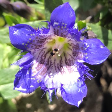 Gentiana acaulis syn. Gentiana kochiana