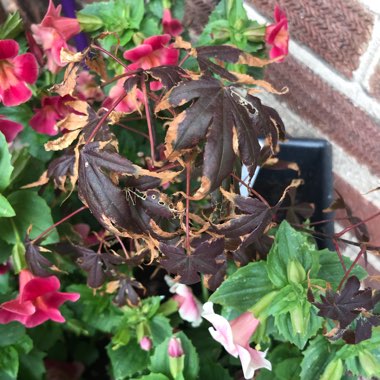 Acer Palmatum 'Atropurpureum'