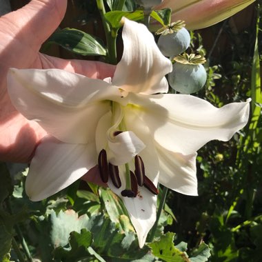 Lilium