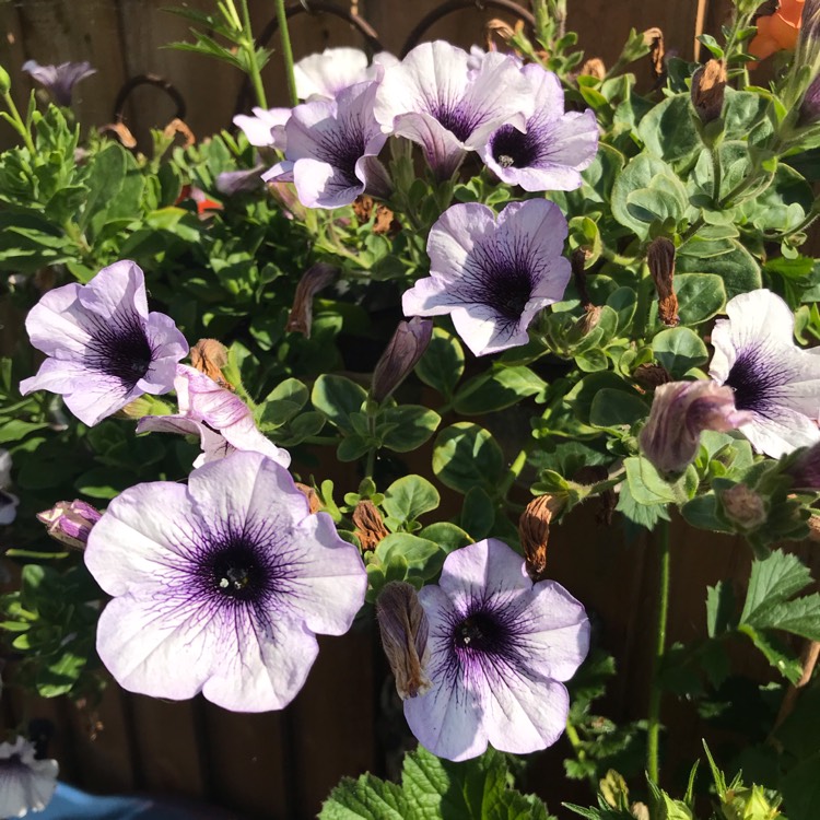 plant image 1098814