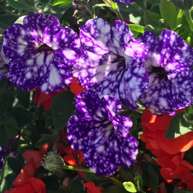 Petunia 'Kleph15313' syn. Petunia 'Night Sky', Petunia 'Headliner Night Sky'