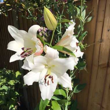 Lilium