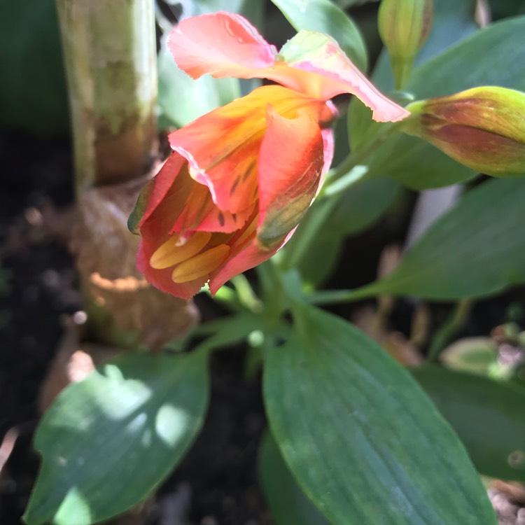 plant image 1111007