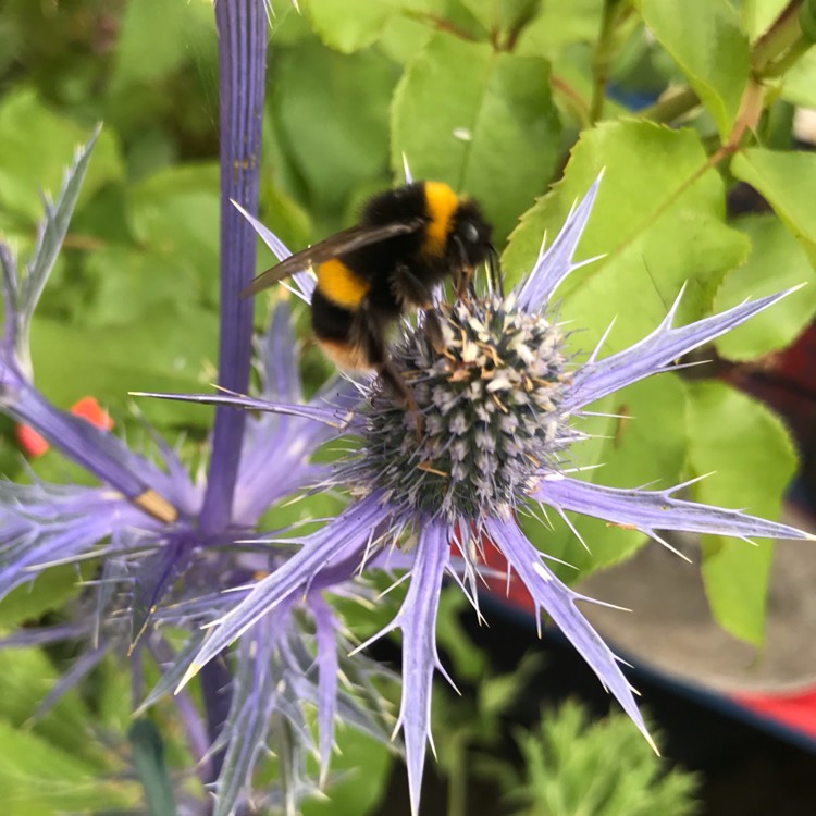 plant image 1118075