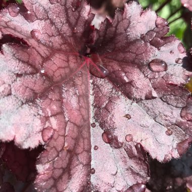 Heuchera