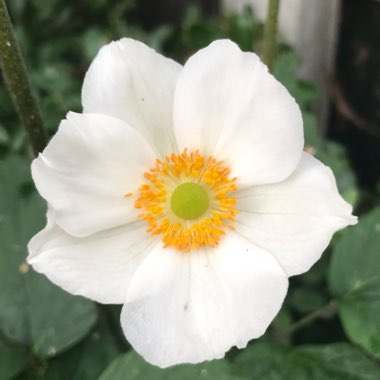 Anemone Hupehensis var. japonica 'Alba'
