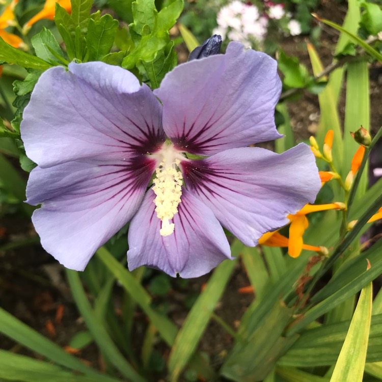 Plant image Hibiscus syriacus 'Marina'