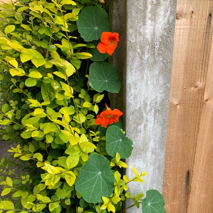 plant image 1144055