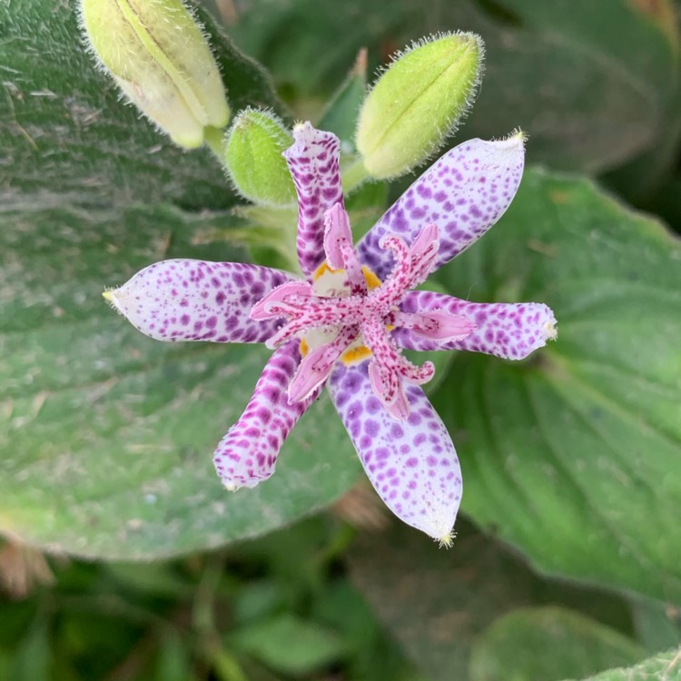 Plant image Tricyrtis formosana 'Pink Freckles'