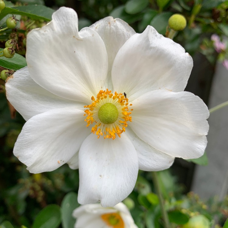 plant image 1145344 plant image 1145344