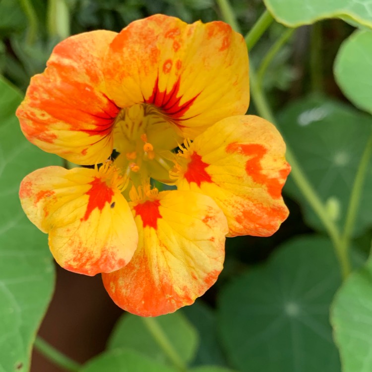 plant image 1147847 plant image 1147847