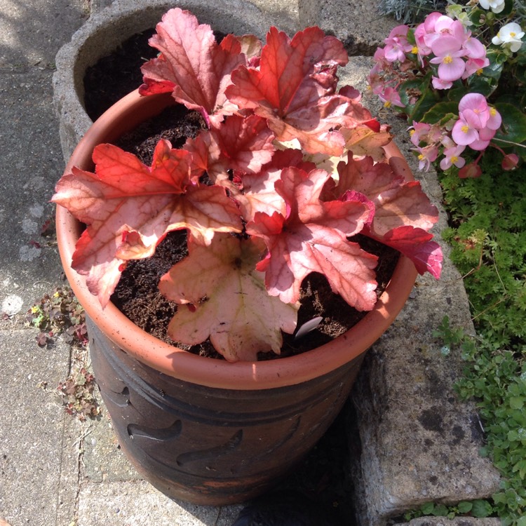 Plant image Heuchera 'Paprika'