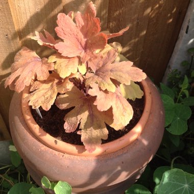 x Heucherella 'Sweet Tea'
