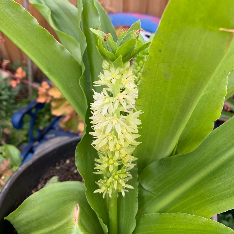 Plant image Eucomis 'Gsalkele' (Aloha Lily Series) syn. Eucomis 'Maui'