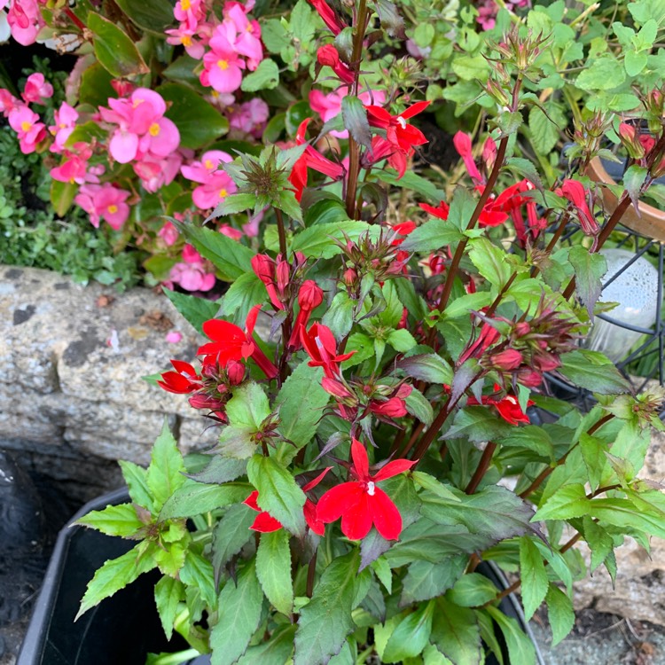 Plant image Lobelia x speciosa 'Fan Scarlet'
