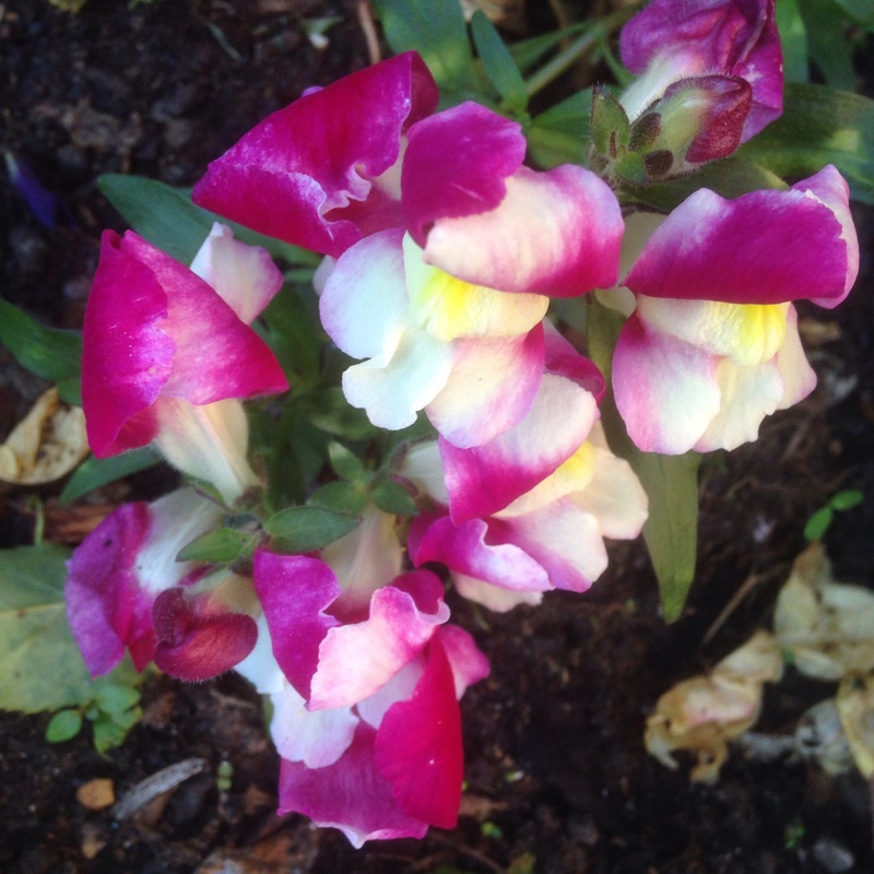 Plant image Antirrhinum majus 'Peaches And Cream'