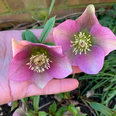 Helleborus