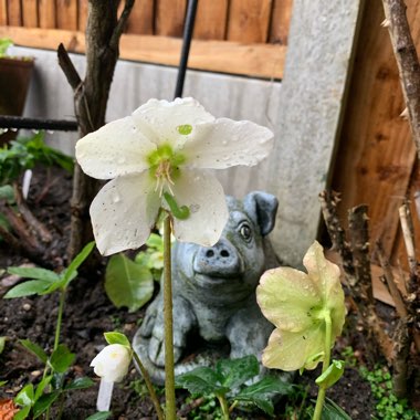 Helleborus niger 'Christmas Carol'