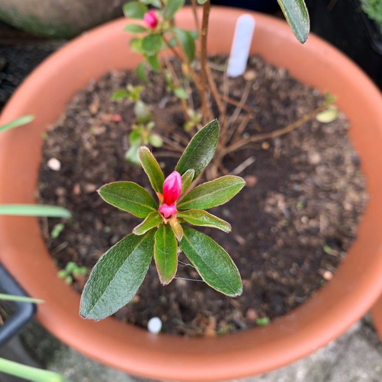 plant image 1254833