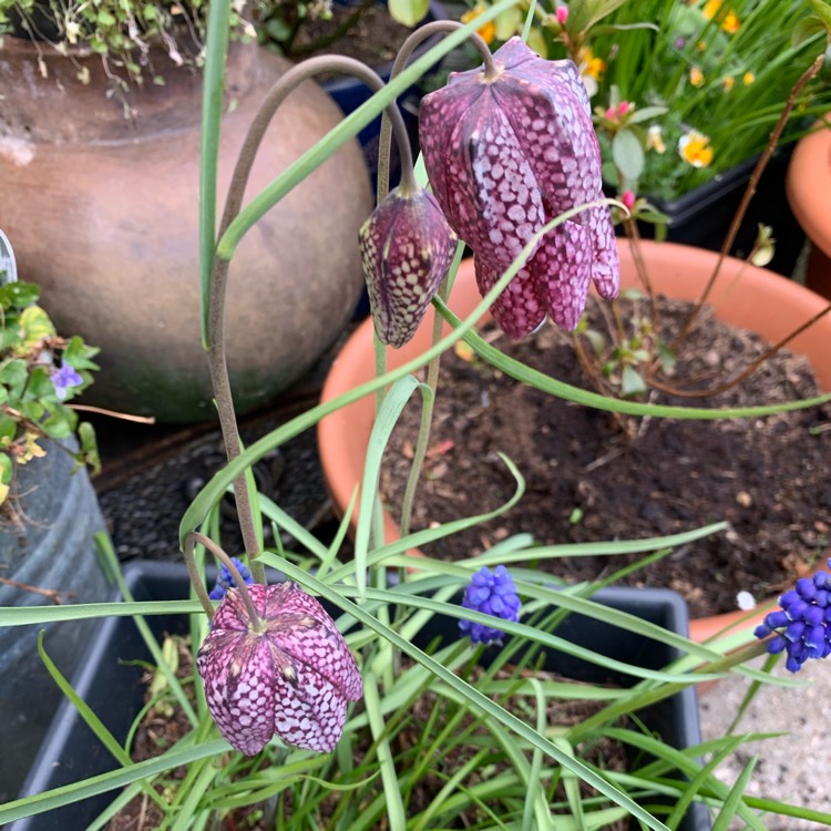 plant image 1254835 plant image 1254835