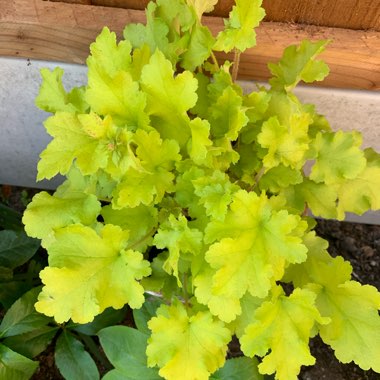 Heuchera 'Lime Marmalade'