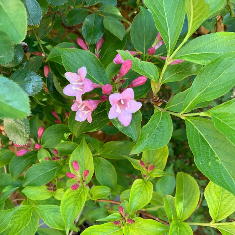 plant image 1276861 plant image 1276861