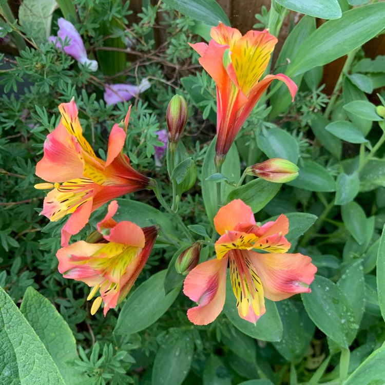 plant image 1312339 plant image 1312339