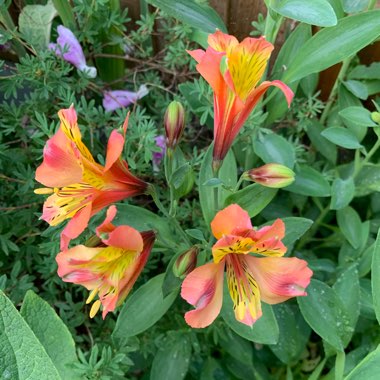 Alstroemeria