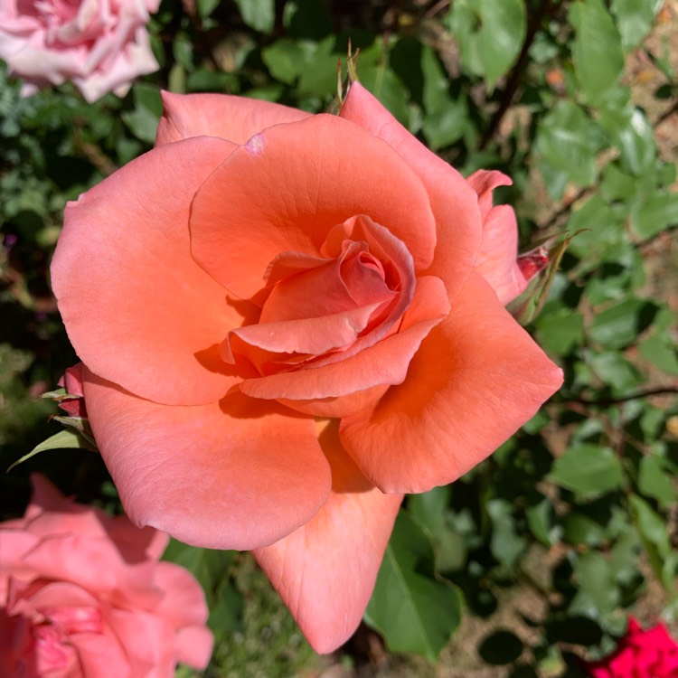 plant image 1313118