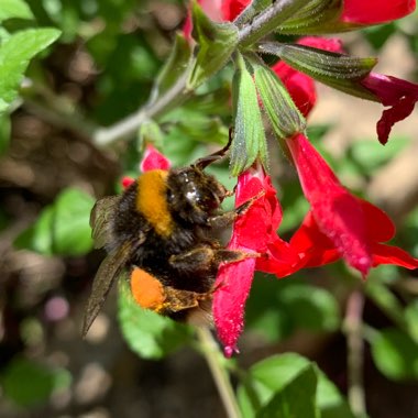 Salvia 'Hot Lips' syn. Salvia x jamensis 'Hot Lips', Salvia microphylla 'Hot Lips'