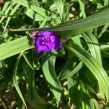 Tradescantia (Andersoniana Group) 'Purple Dome'