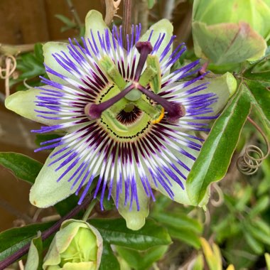 Passiflora