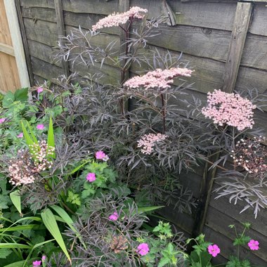 Sambucus nigra f. porphyrophylla 'Eva' syn. Sambucus nigra f. porphyrophylla 'Black Lace', Sambucus nigra 'Black Lace'