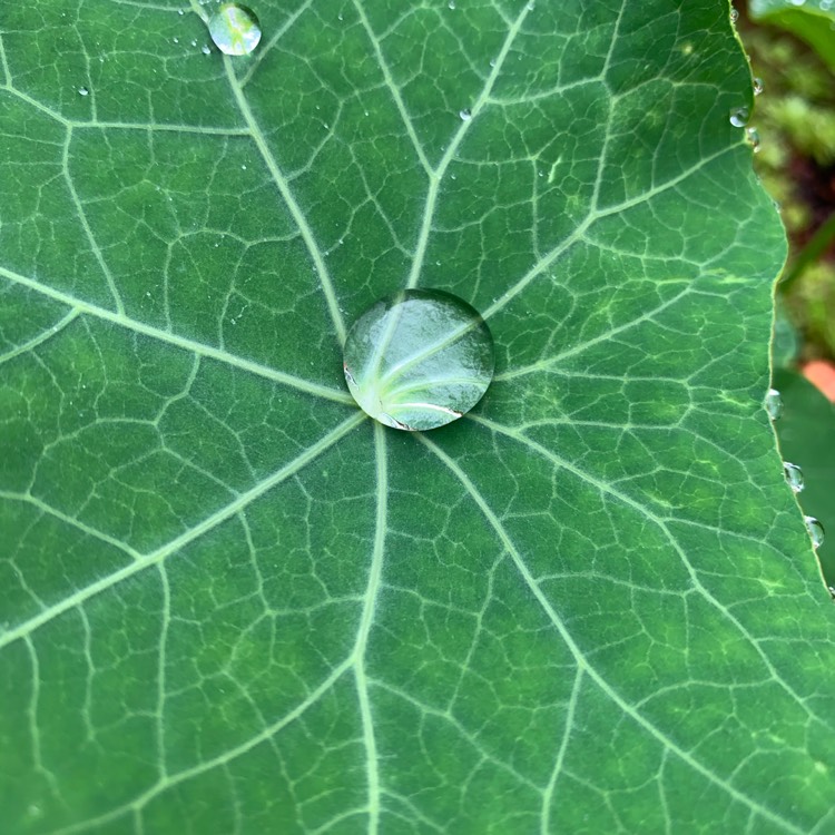 plant image 1334574