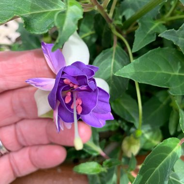 Fuchsia