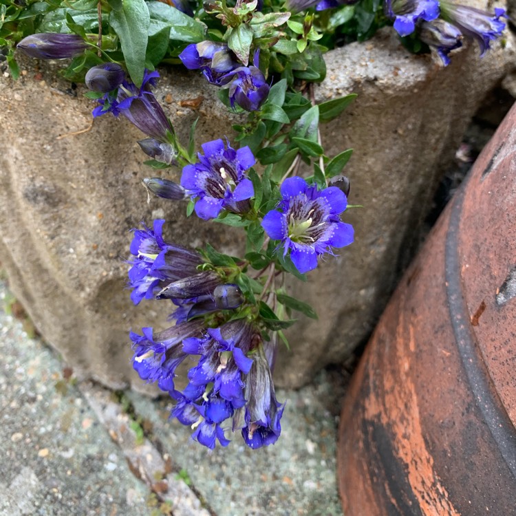 plant image 1338458 plant image 1338458