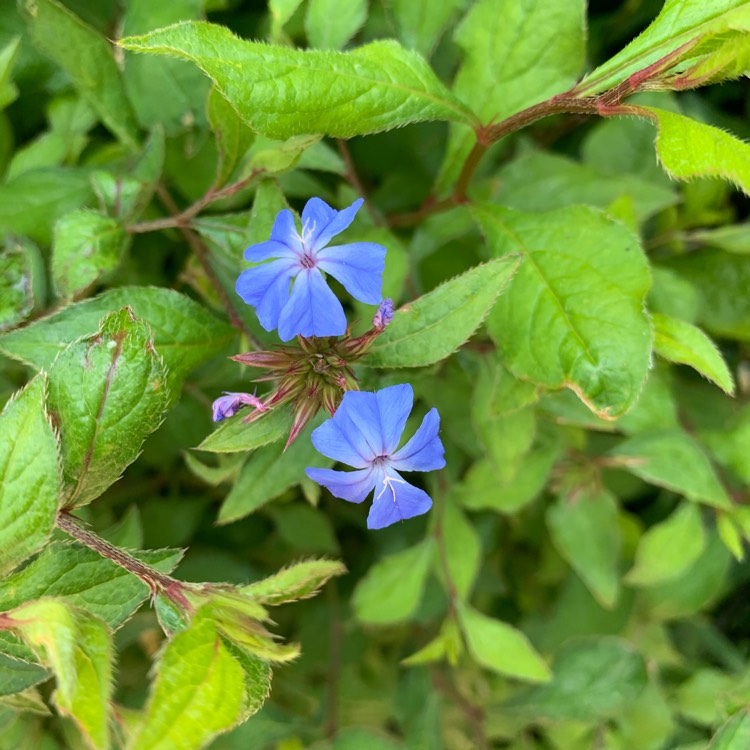plant image 1338463 plant image 1338463