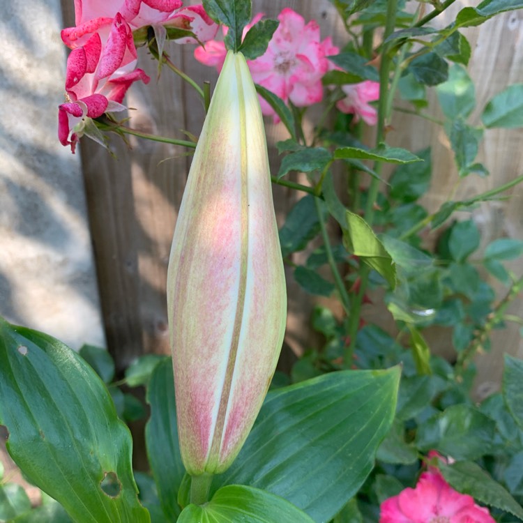 plant image 1338498 plant image 1338498