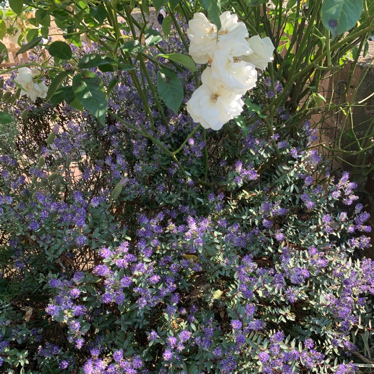 plant image 1339450