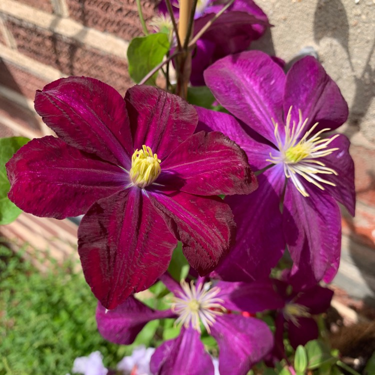 Plant image Clematis 'Voluceau'
