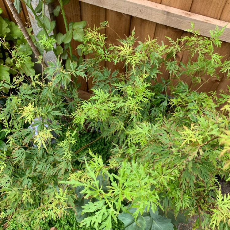 plant image 1347388