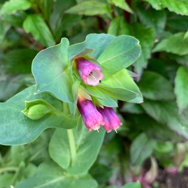Cerinthe major 'Purpurescens'