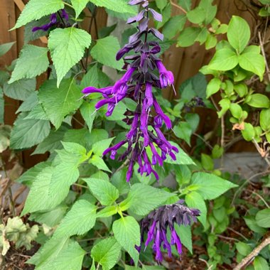 Salvia 'Amistad'