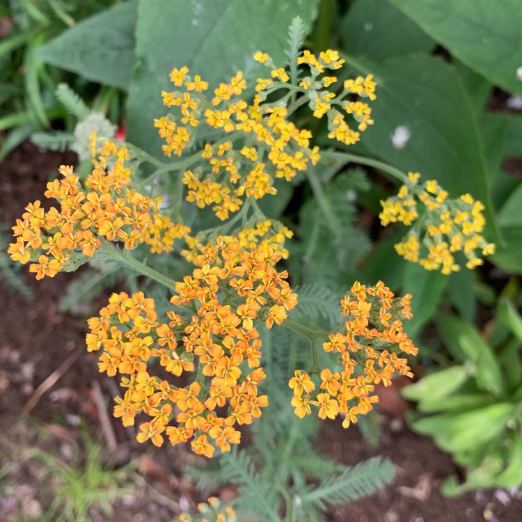 Plant image Achillea 'Terracotta'